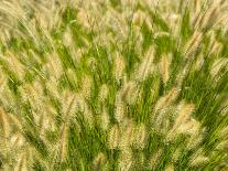 Ornamental Grass Head, Arlington, Virginia, USA-Corey Hilz-Laminated Photographic Print