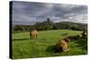 Corfe cows-Charles Bowman-Stretched Canvas