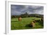 Corfe cows-Charles Bowman-Framed Photographic Print