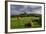 Corfe cows-Charles Bowman-Framed Photographic Print