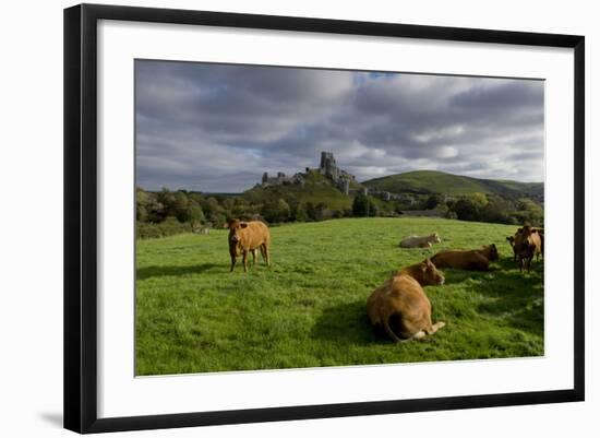 Corfe cows-Charles Bowman-Framed Photographic Print