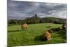 Corfe cows-Charles Bowman-Mounted Photographic Print