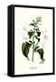 Corfu Lily-Louis Van Houtte-Framed Stretched Canvas