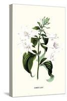 Corfu Lily-Louis Van Houtte-Stretched Canvas