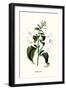 Corfu Lily-Louis Van Houtte-Framed Art Print