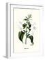 Corfu Lily-Louis Van Houtte-Framed Art Print