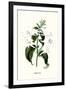 Corfu Lily-Louis Van Houtte-Framed Art Print