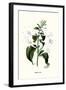 Corfu Lily-Louis Van Houtte-Framed Art Print