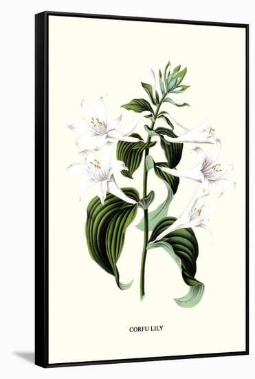 Corfu Lily-Louis Van Houtte-Framed Stretched Canvas