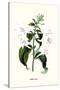 Corfu Lily-Louis Van Houtte-Stretched Canvas