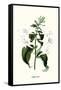 Corfu Lily-Louis Van Houtte-Framed Stretched Canvas