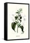 Corfu Lily-Louis Van Houtte-Framed Stretched Canvas