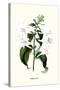 Corfu Lily-Louis Van Houtte-Stretched Canvas