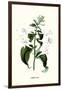 Corfu Lily-Louis Van Houtte-Framed Art Print