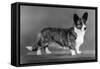 Corgi - Ch Antoc Cinnabar-Thomas Fall-Framed Stretched Canvas