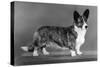 Corgi - Ch Antoc Cinnabar-Thomas Fall-Stretched Canvas