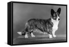 Corgi - Ch Antoc Cinnabar-Thomas Fall-Framed Stretched Canvas