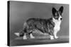 Corgi - Ch Antoc Cinnabar-Thomas Fall-Stretched Canvas