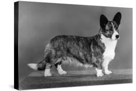 Corgi - Ch Antoc Cinnabar-Thomas Fall-Stretched Canvas