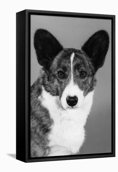 Corgi - Ch Antoc Cinnabar-Thomas Fall-Framed Stretched Canvas