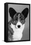 Corgi - Ch Antoc Cinnabar-Thomas Fall-Framed Stretched Canvas