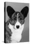 Corgi - Ch Antoc Cinnabar-Thomas Fall-Stretched Canvas