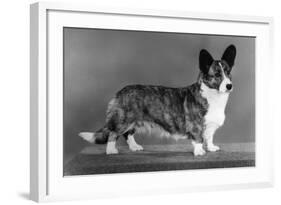 Corgi - Ch Antoc Cinnabar-Thomas Fall-Framed Photographic Print