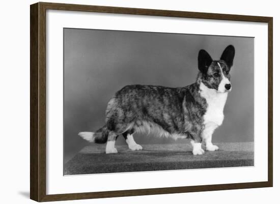 Corgi - Ch Antoc Cinnabar-Thomas Fall-Framed Photographic Print