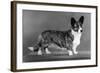 Corgi - Ch Antoc Cinnabar-Thomas Fall-Framed Photographic Print