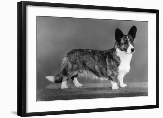 Corgi - Ch Antoc Cinnabar-Thomas Fall-Framed Photographic Print