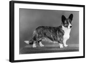 Corgi - Ch Antoc Cinnabar-Thomas Fall-Framed Photographic Print