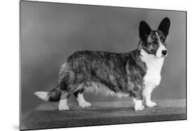 Corgi - Ch Antoc Cinnabar-Thomas Fall-Mounted Photographic Print