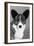 Corgi - Ch Antoc Cinnabar-Thomas Fall-Framed Photographic Print