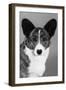 Corgi - Ch Antoc Cinnabar-Thomas Fall-Framed Photographic Print