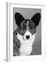 Corgi - Ch Antoc Cinnabar-Thomas Fall-Framed Photographic Print