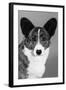 Corgi - Ch Antoc Cinnabar-Thomas Fall-Framed Photographic Print