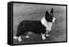 Corgi - Ch Kentwood Cymro-Thomas Fall-Framed Stretched Canvas