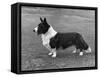 Corgi - Ch Kentwood Cymro-Thomas Fall-Framed Stretched Canvas