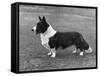 Corgi - Ch Kentwood Cymro-Thomas Fall-Framed Stretched Canvas