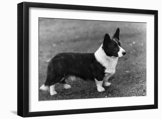 Corgi - Ch Kentwood Cymro-Thomas Fall-Framed Photographic Print