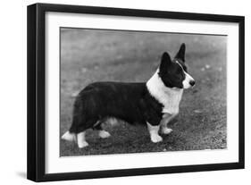 Corgi - Ch Kentwood Cymro-Thomas Fall-Framed Photographic Print