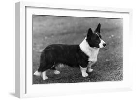 Corgi - Ch Kentwood Cymro-Thomas Fall-Framed Photographic Print