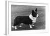 Corgi - Ch Kentwood Cymro-Thomas Fall-Framed Photographic Print