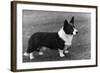 Corgi - Ch Kentwood Cymro-Thomas Fall-Framed Photographic Print