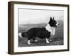 Corgi - Ch Kentwood Cymro-Thomas Fall-Framed Photographic Print