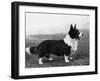 Corgi - Ch Kentwood Cymro-Thomas Fall-Framed Photographic Print