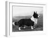 Corgi - Ch Kentwood Cymro-Thomas Fall-Framed Photographic Print