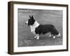 Corgi - Ch Kentwood Cymro-Thomas Fall-Framed Photographic Print