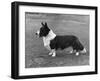 Corgi - Ch Kentwood Cymro-Thomas Fall-Framed Photographic Print