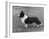 Corgi - Ch Kentwood Cymro-Thomas Fall-Framed Photographic Print